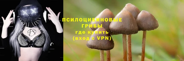 прущие грибы Михайловка
